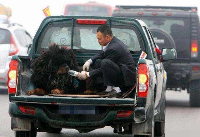 土豪开豪车给藏獒接亲,这场面霸气!