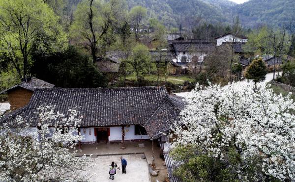 旅游者在汉中市西乡县子午镇回龙村探访鲜花盛开的农家小院(3月24日