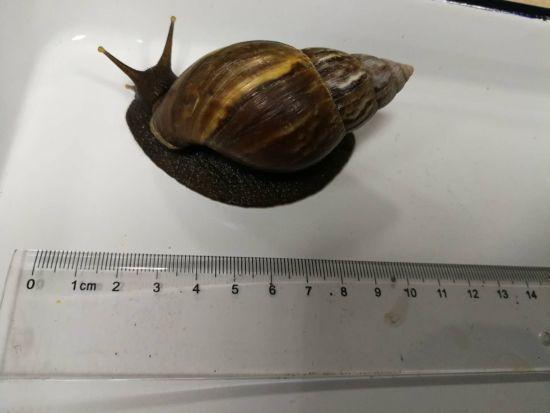 浙江大爷游台湾爱上爆炒螺 捡螺带回欲饲养入境被截