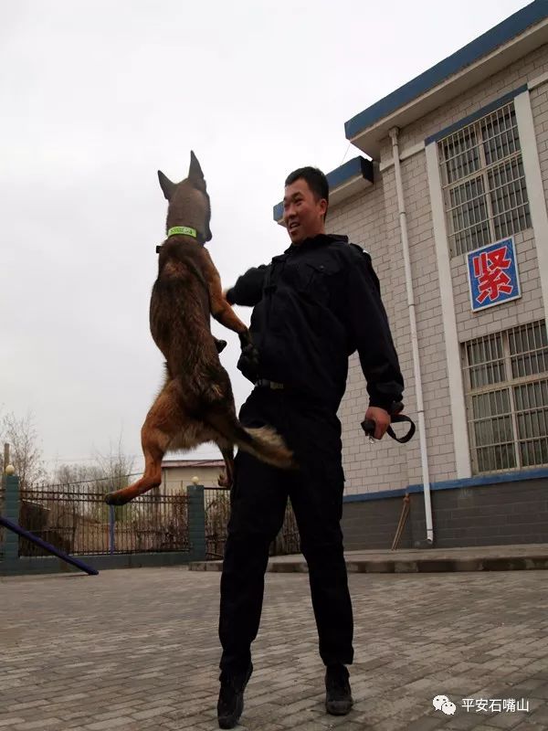 警犬档案   汪星人1号   "公主",犬龄:1岁6个月   犬种:马里努阿犬