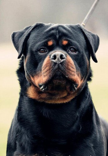 罗威纳犬价格(罗威纳犬价格还能持续下降吗)