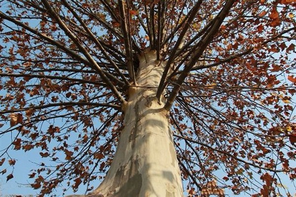 红尘烟火乱云妆:《浅秋,我在回忆里等你》