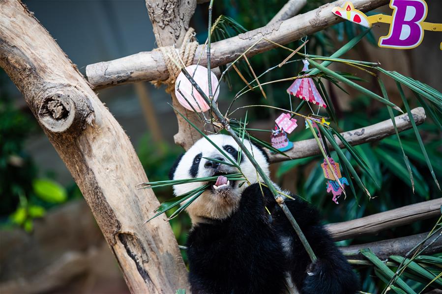 马来西亚为在马出生的大熊猫“谊谊”庆生