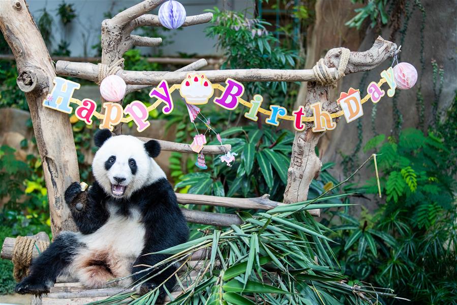 马来西亚为在马出生的大熊猫“谊谊”庆生