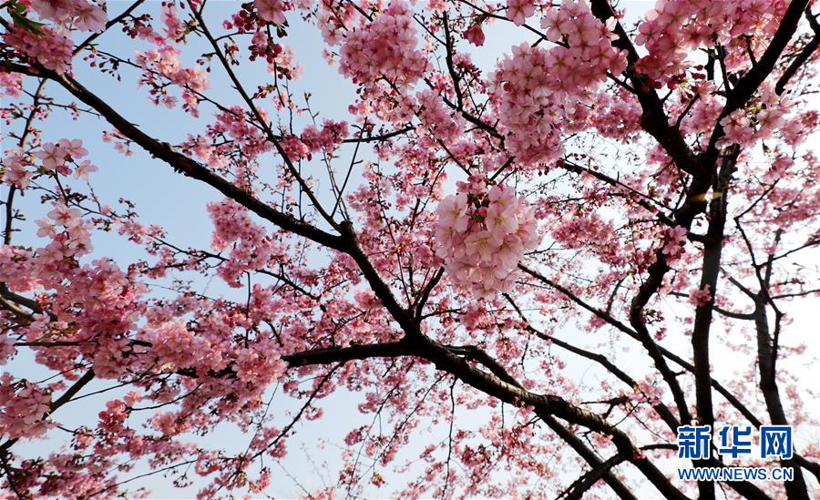 上海：樱花绽放春意浓