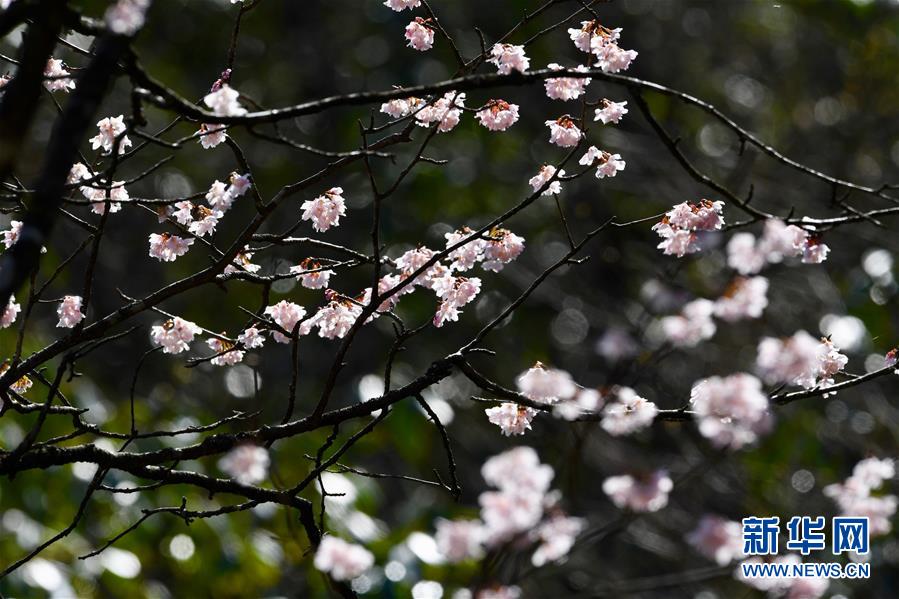 春到武夷生态美