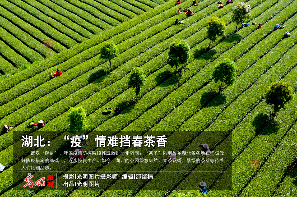 【光明图刊】湖北：“疫”情难挡春茶香