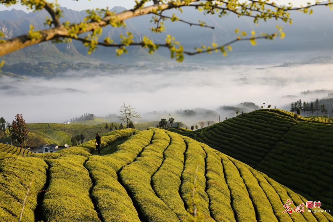 【光明图刊】湖北：“疫”情难挡春茶香