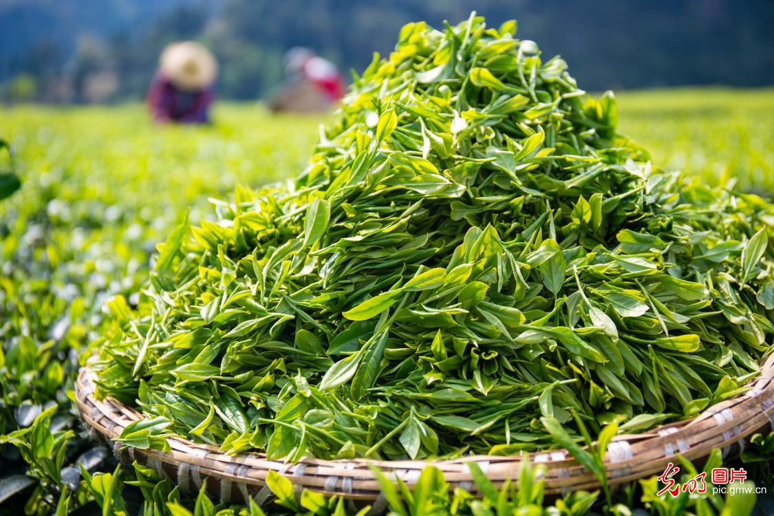 【光明图刊】湖北：“疫”情难挡春茶香