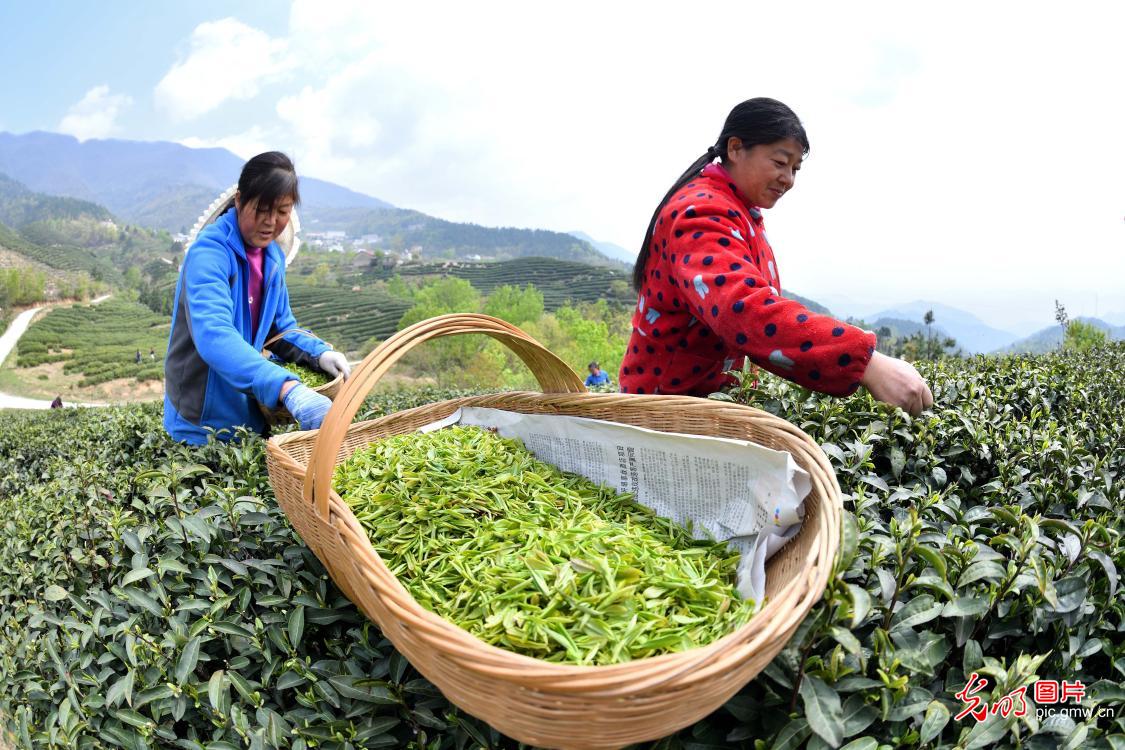 【光明图刊】湖北：“疫”情难挡春茶香