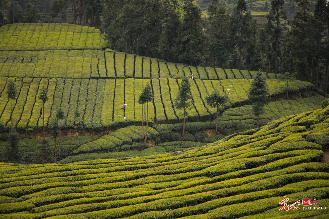 【光明图刊】湖北：“疫”情难挡春茶香