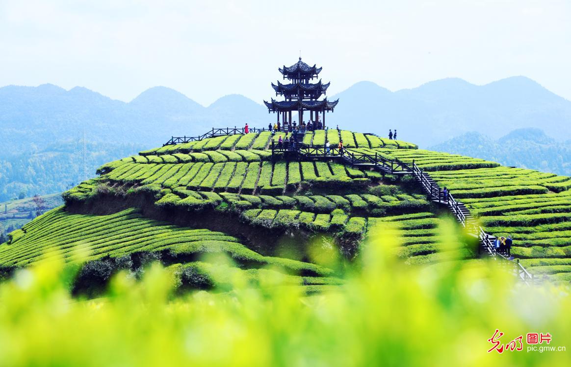 【光明图刊】湖北：“疫”情难挡春茶香
