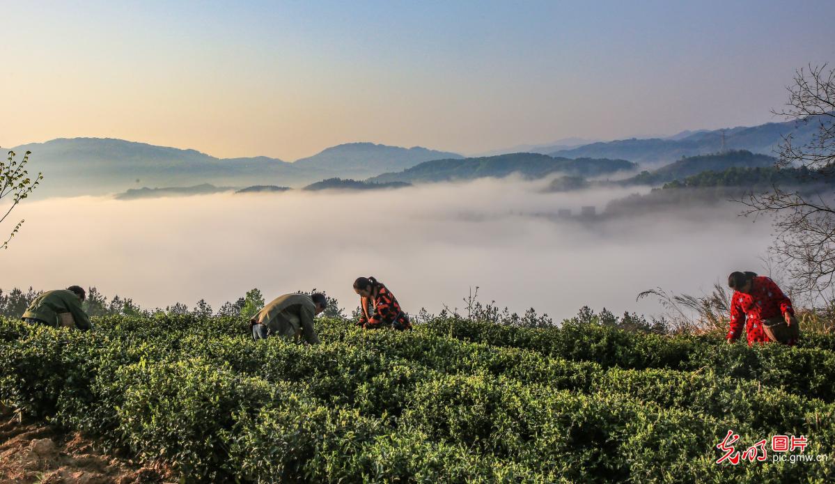 【光明图刊】湖北：“疫”情难挡春茶香