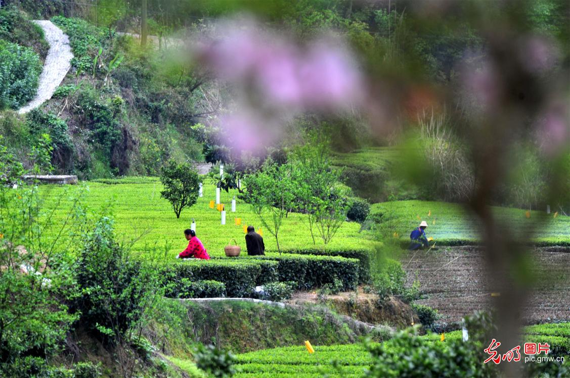 【光明图刊】湖北：“疫”情难挡春茶香