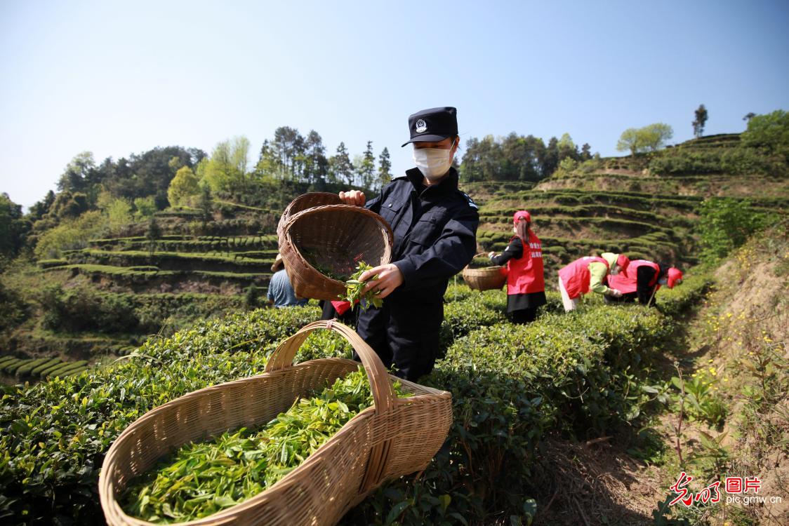 【光明图刊】湖北：“疫”情难挡春茶香