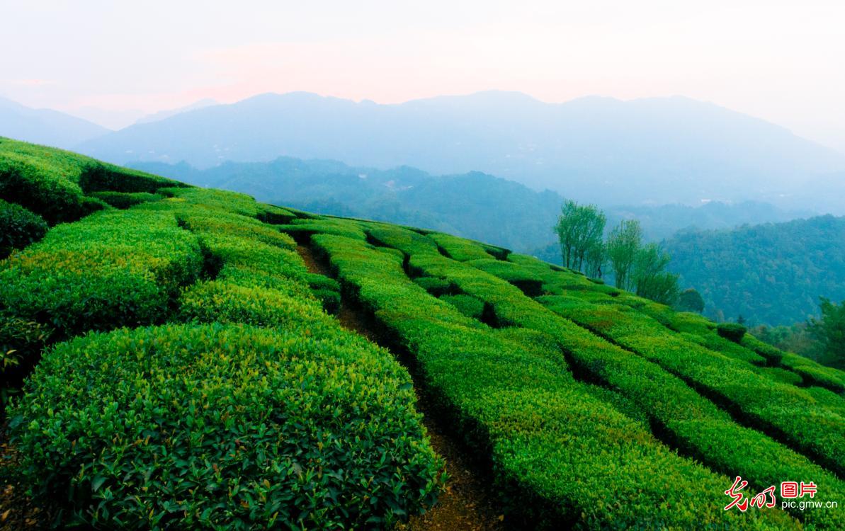 【光明图刊】湖北：“疫”情难挡春茶香