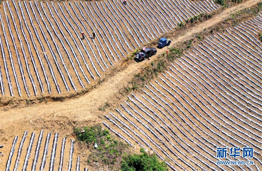 #（经济）（2）湖北恩施：“旱作梯田”农耕忙