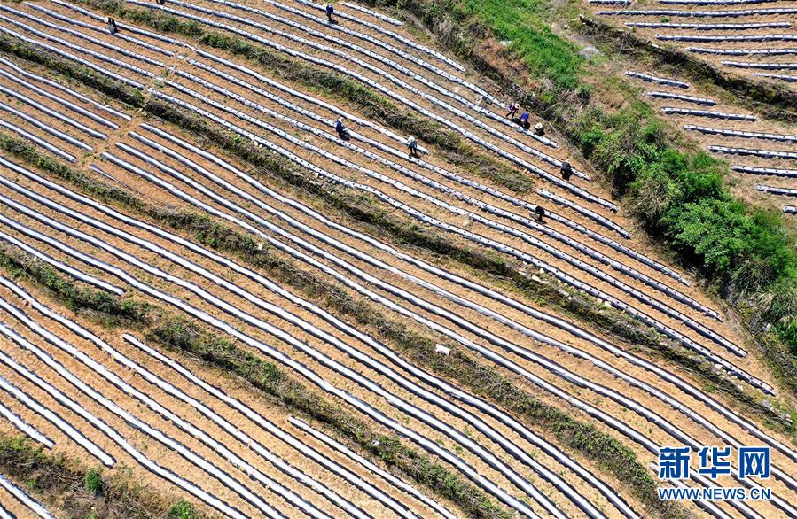 #（经济）（4）湖北恩施：“旱作梯田”农耕忙