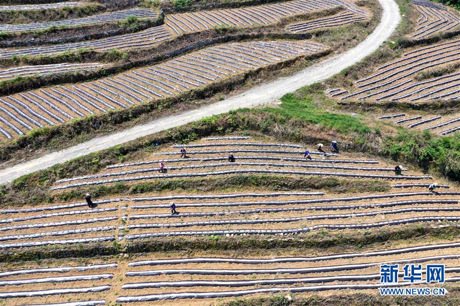 #（经济）（5）湖北恩施：“旱作梯田”农耕忙