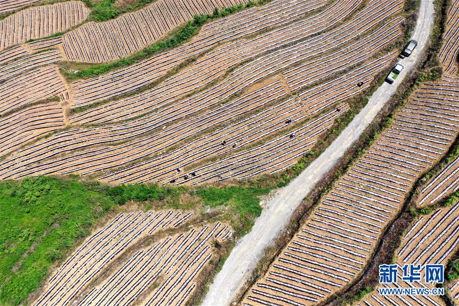 #（经济）（6）湖北恩施：“旱作梯田”农耕忙