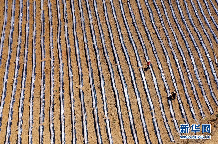 #（经济）（7）湖北恩施：“旱作梯田”农耕忙