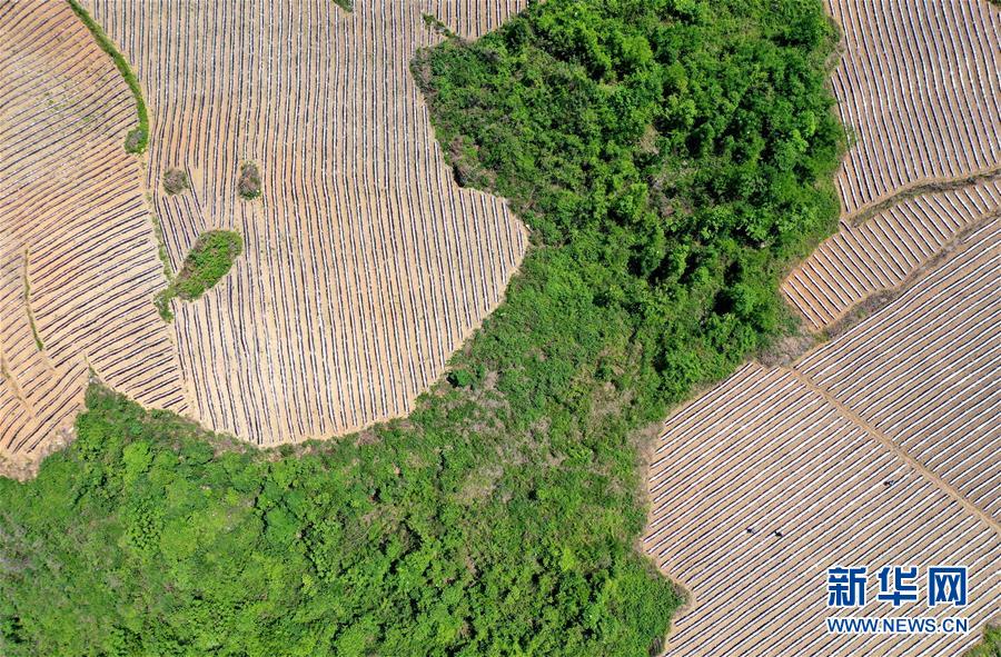 #（经济）（8）湖北恩施：“旱作梯田”农耕忙