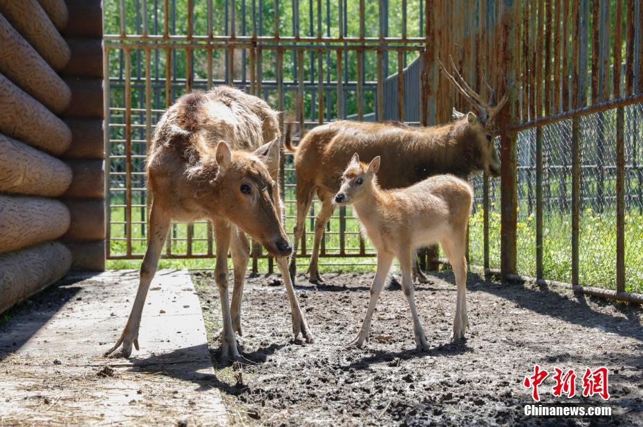 哈尔滨北方森林动物园动物宝宝集中亮相