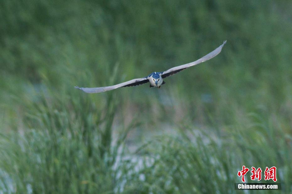 鹭“舞”夏日水鸟欢！国家重点保护鸟类现身山东青岛