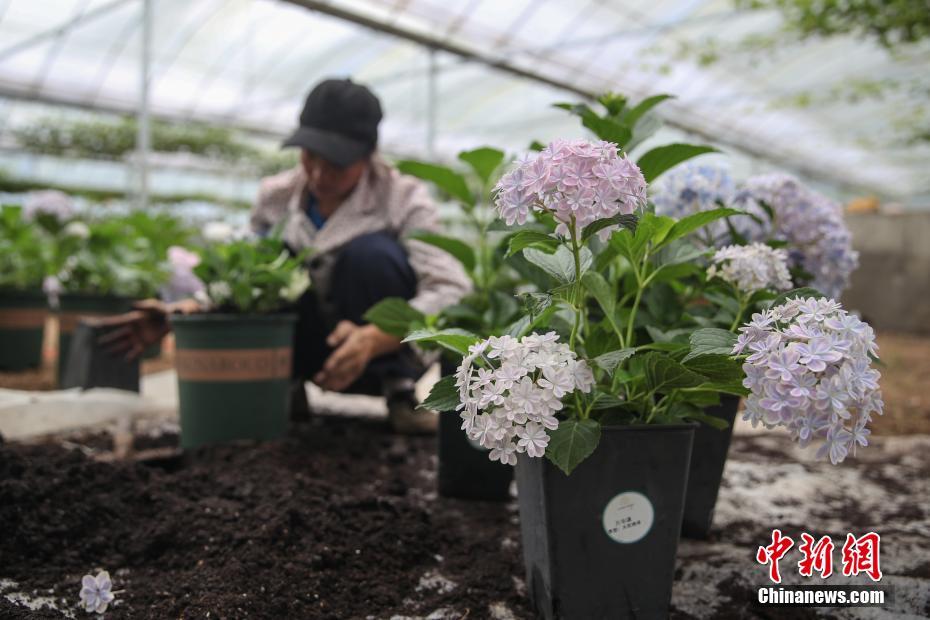 贵州沿河：发展有机生态农业助农增收