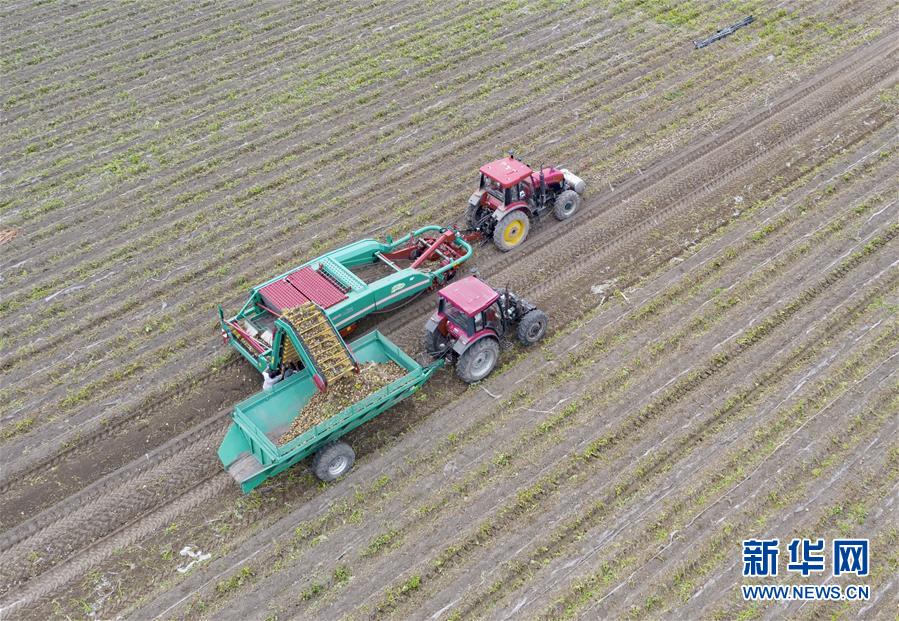 河北滦南：壮大蔬菜产业 助力乡村振兴