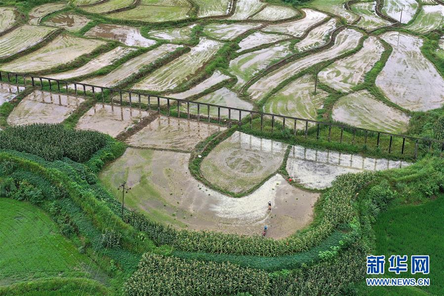 湖南：抢插水稻 生产自救