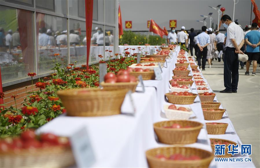 （社会）（5）宁夏：种业博览会助力乡村振兴