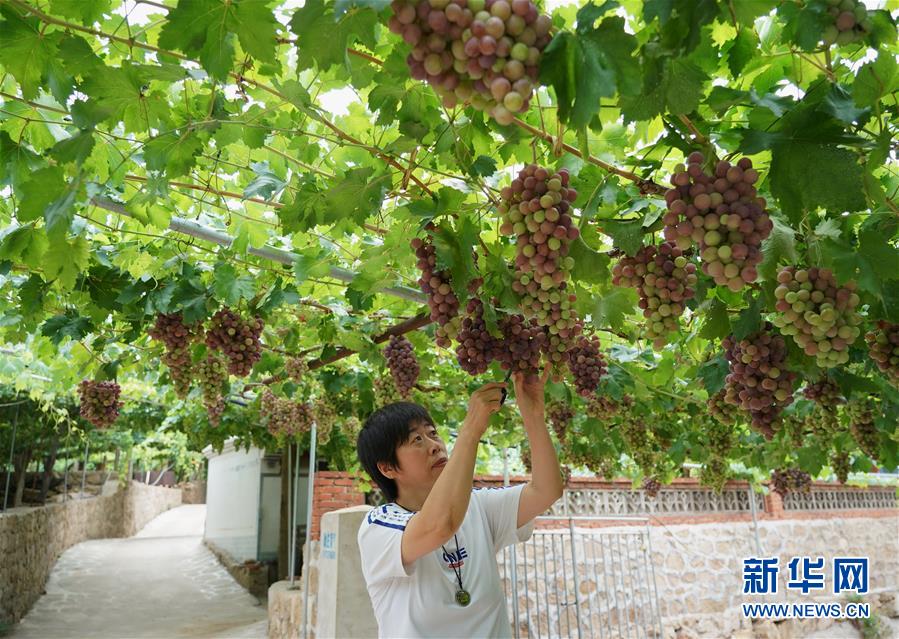 （社会）（5）河北昌黎：“农旅”融合助力乡村振兴