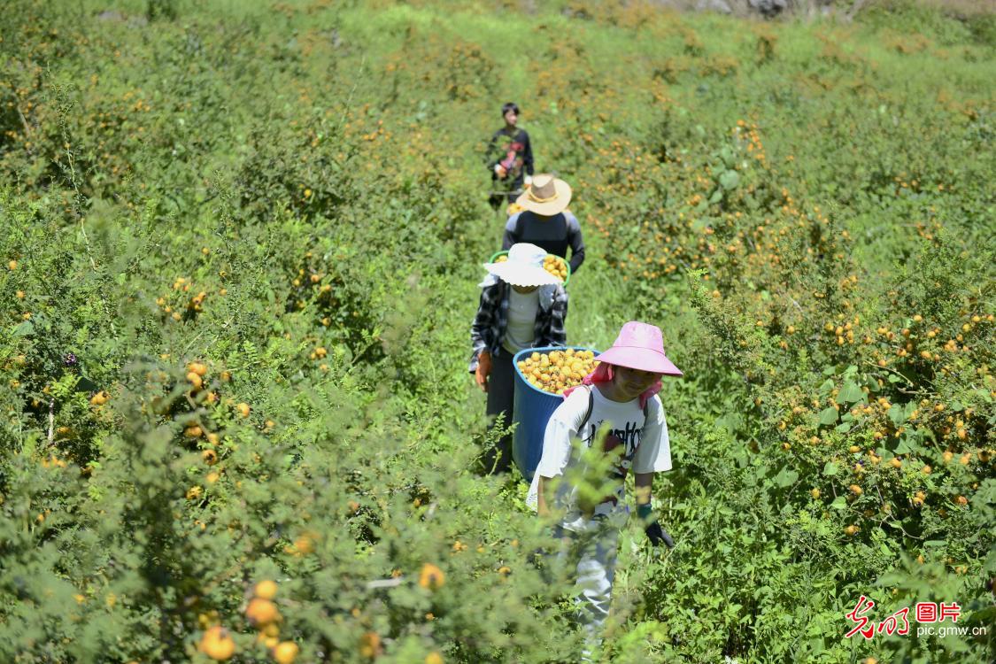 Rosa roxburghii industry helping to control rocky desertification in SW China's Guizhou Province