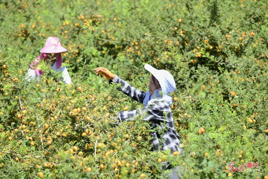 Rosa roxburghii industry helping to control rocky desertification in SW China's Guizhou Province