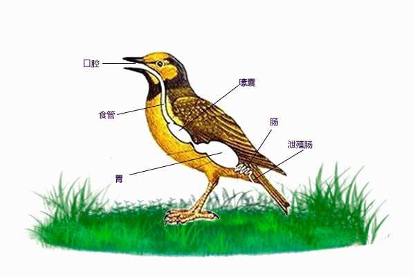 鸟类的消化系统与结构