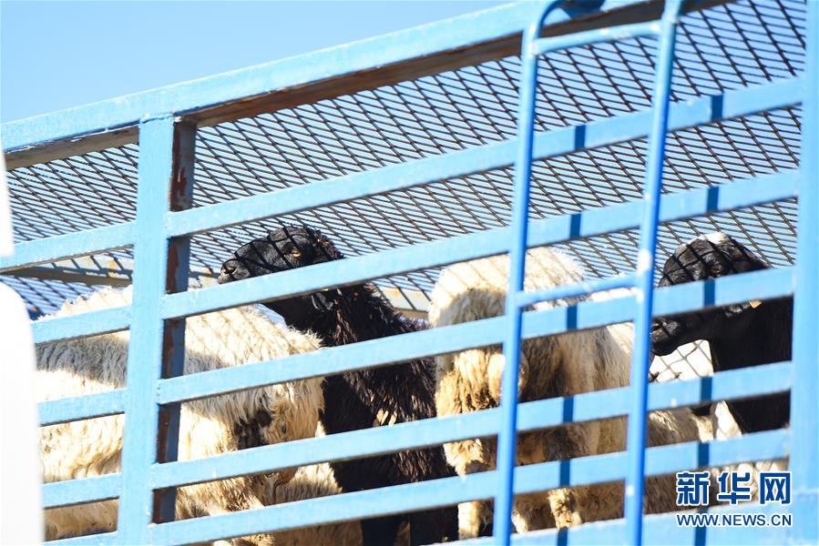 中国开始接收蒙古国3万只“捐赠羊”