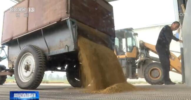 全国各粮食主产区秋收接近尾声 丰收已成定局 全国各粮食主产区秋收接近尾声 丰收已成定局