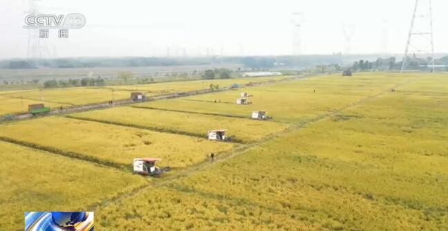 全国各粮食主产区秋收接近尾声 丰收已成定局 全国各粮食主产区秋收接近尾声 丰收已成定局