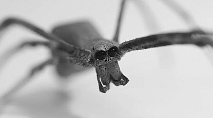 蜘蛛的“耳朵”长在腿上