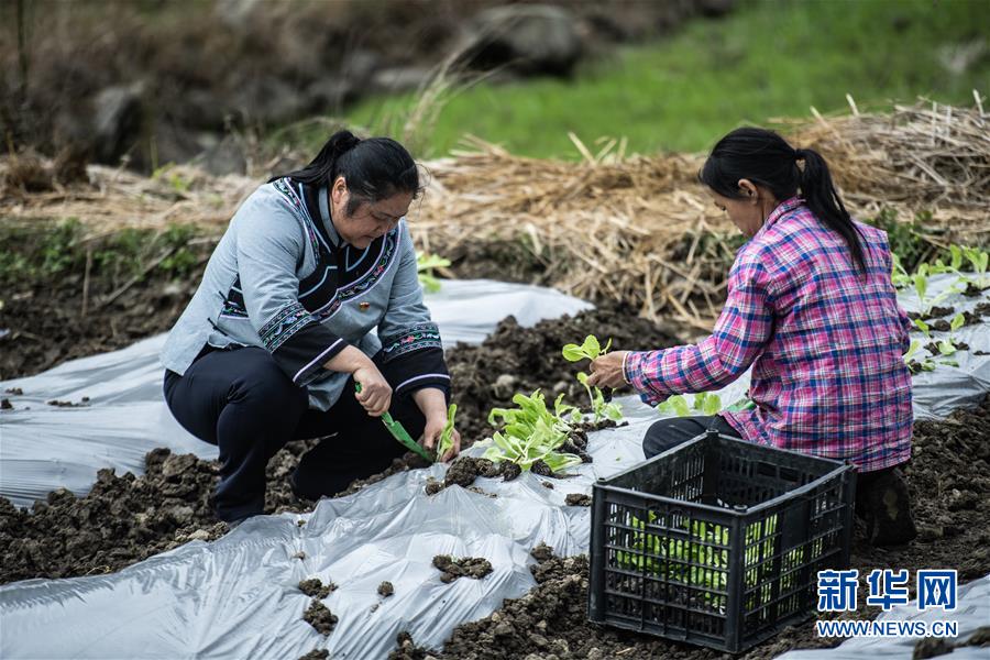 麻怀村的“幸福隧道” (脱贫攻坚·扶贫印记)(10)麻怀村的“幸福隧道”
