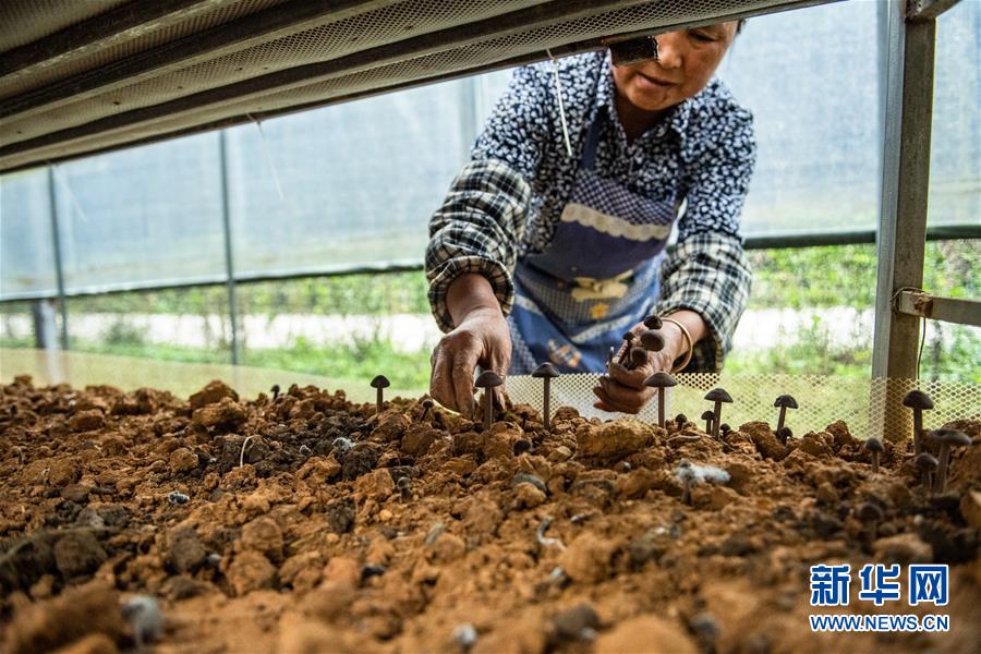 麻怀村的“幸福隧道” (脱贫攻坚·扶贫印记)(11)麻怀村的“幸福隧道”