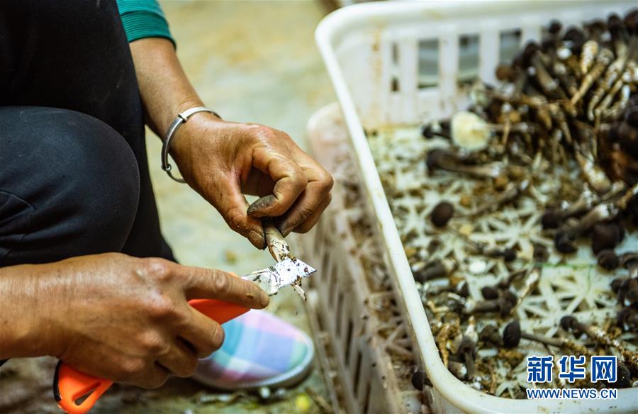 麻怀村的“幸福隧道” (脱贫攻坚·扶贫印记)(13)麻怀村的“幸福隧道”