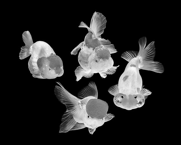 “国粹”金鱼的前世今生