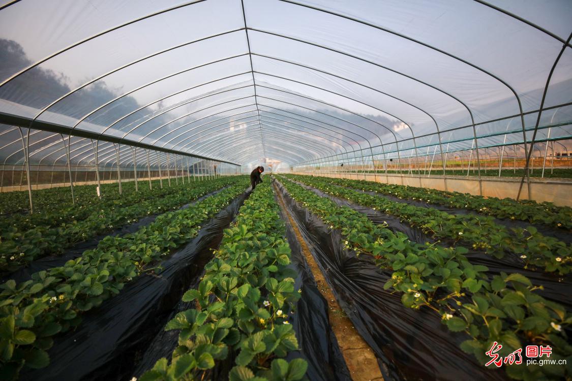 Strawberry farmers getting ready for the upcoming cold winter in SW China's Guizhou Procince