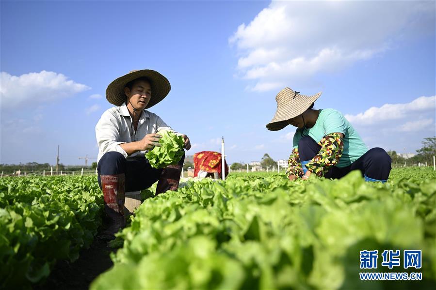 广西柳州：“南菜北运”基地蔬菜采收忙
