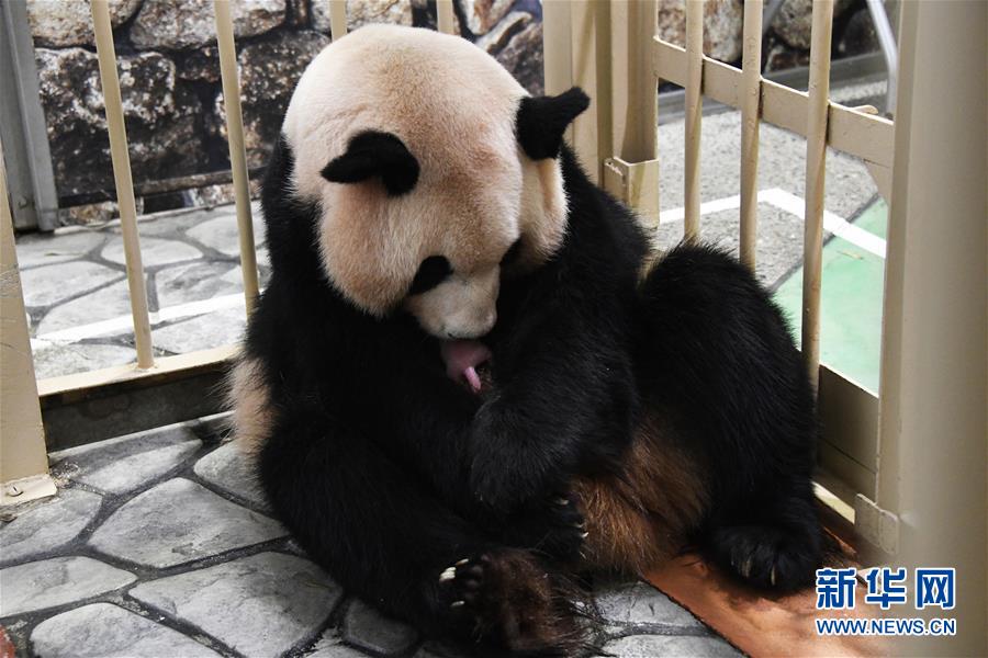 又一大熊猫宝宝在日本诞生