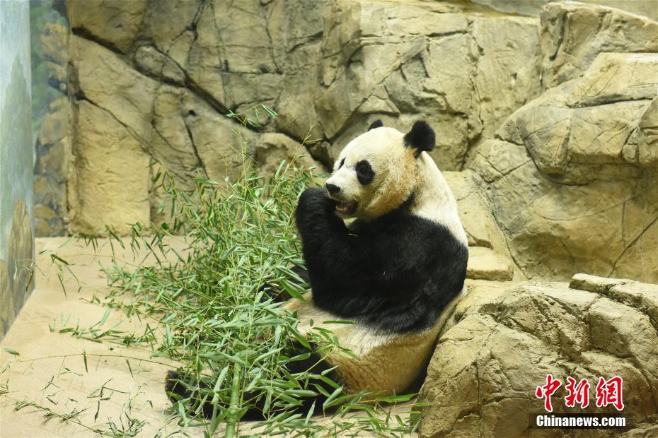 旅美大熊猫“美香”所生雄性幼崽命名“小奇迹”