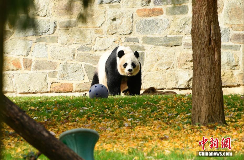 旅美大熊猫“美香”所生雄性幼崽命名“小奇迹”