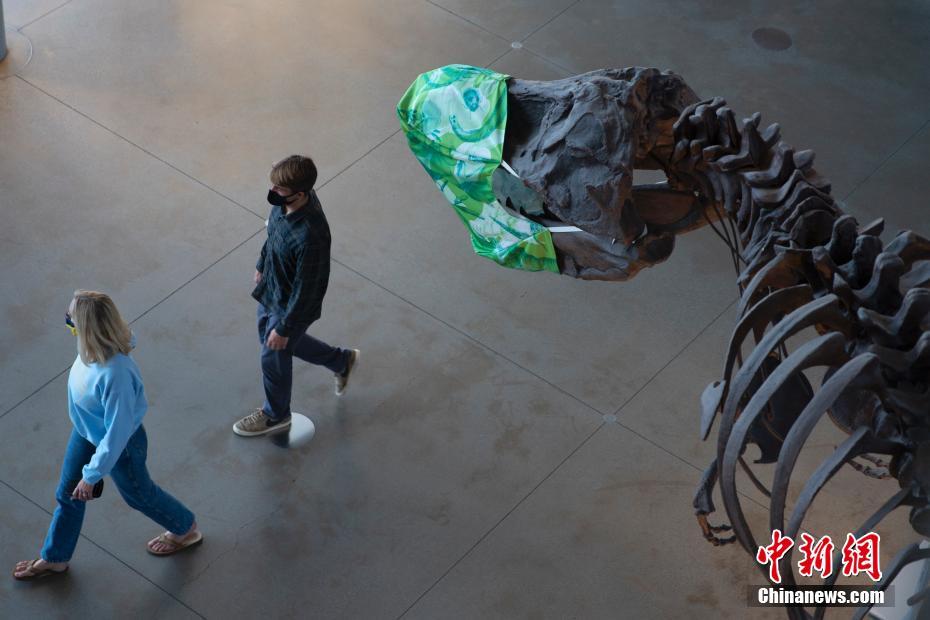 美国加州科学博物馆巨型“霸王龙”戴口罩“迎客”